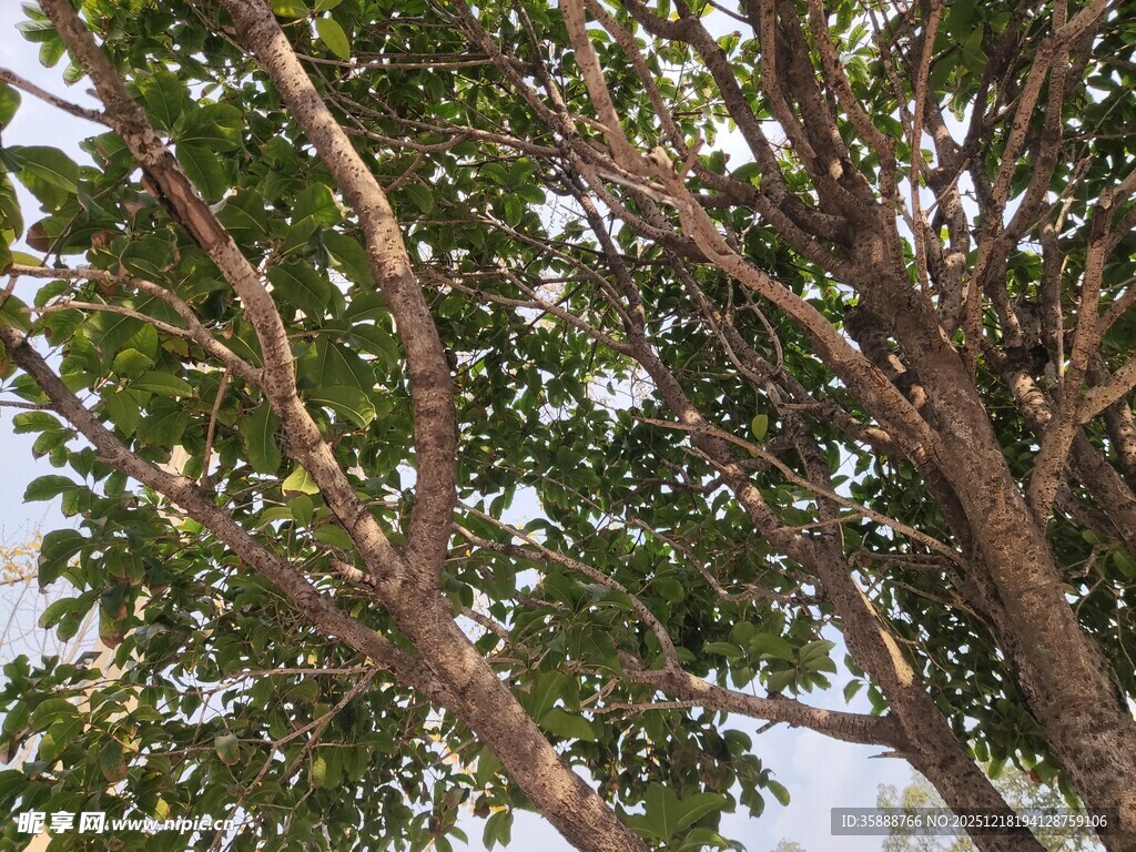 繁茂树枝与绿叶