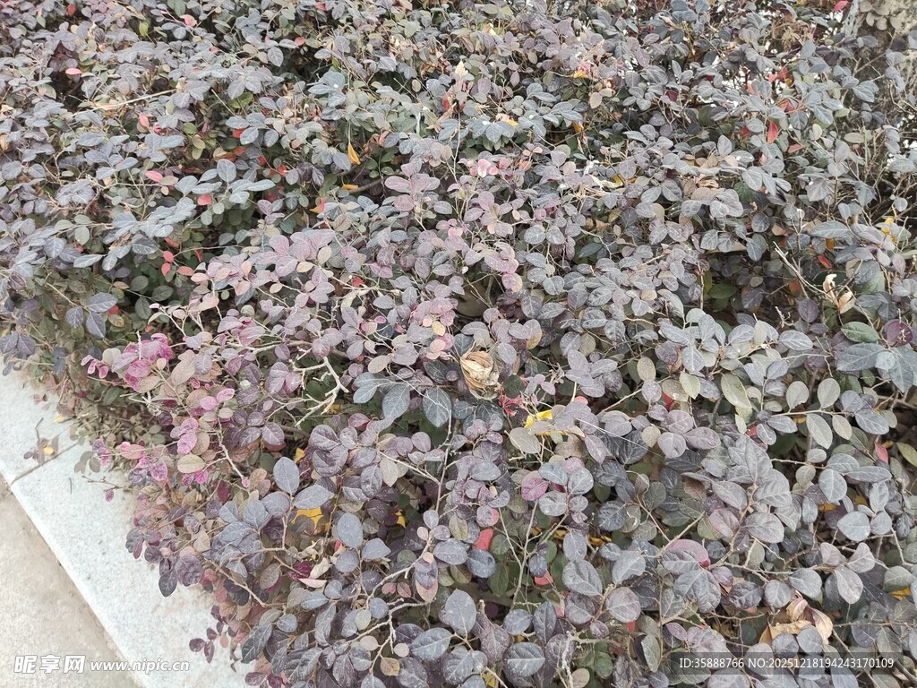 紫叶小檗植物景观