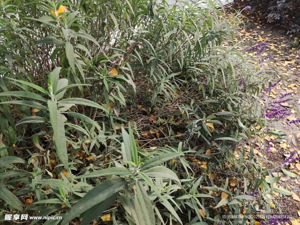 多样植物的自然景致