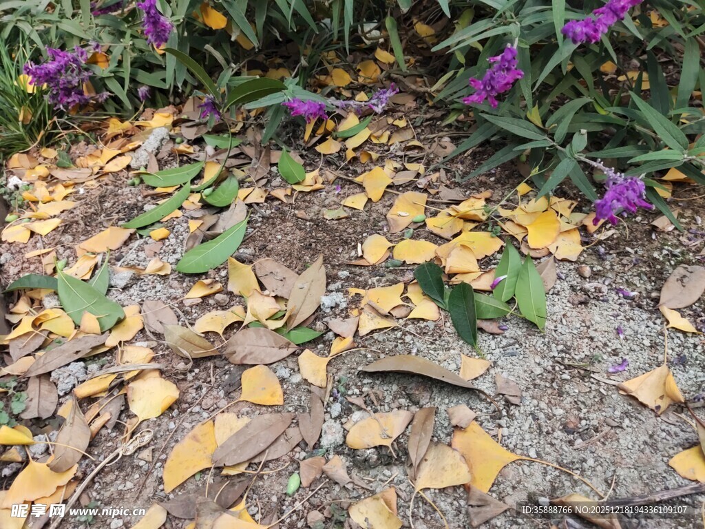 落叶与紫花装点的地面