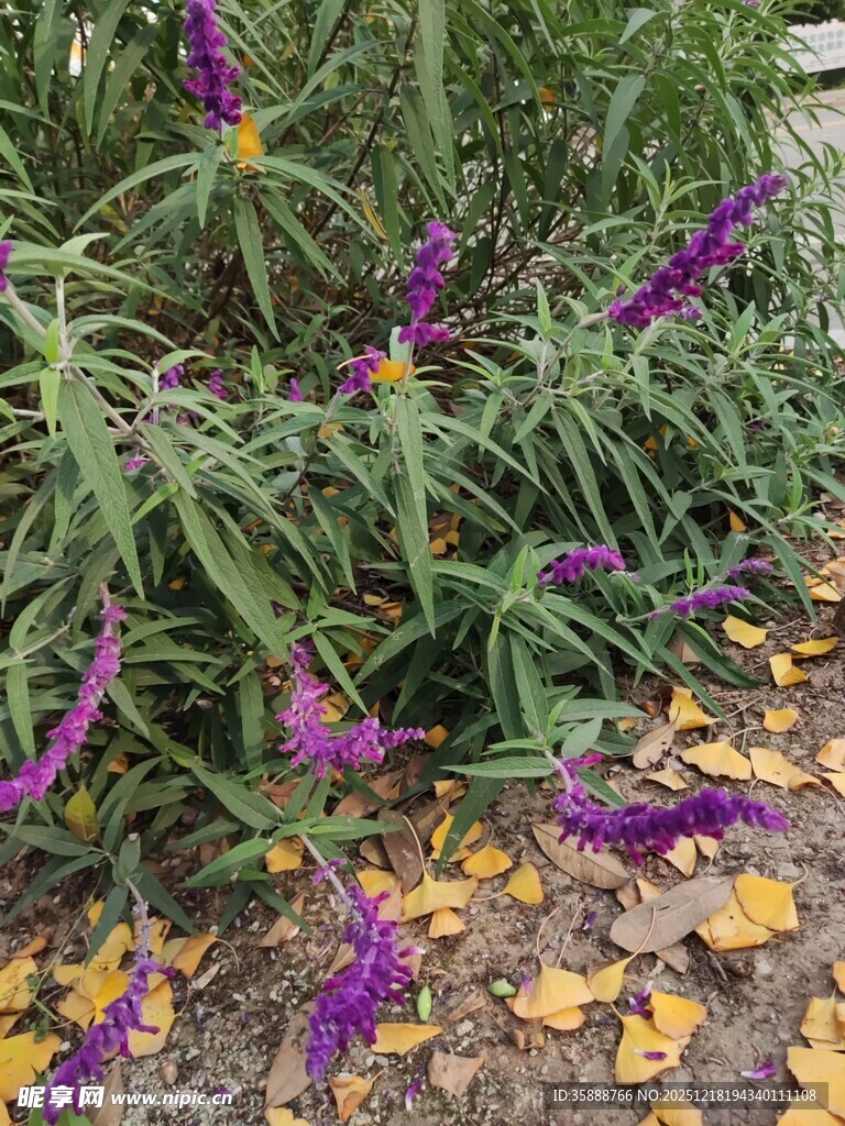 紫色花卉与落叶的自然景致
