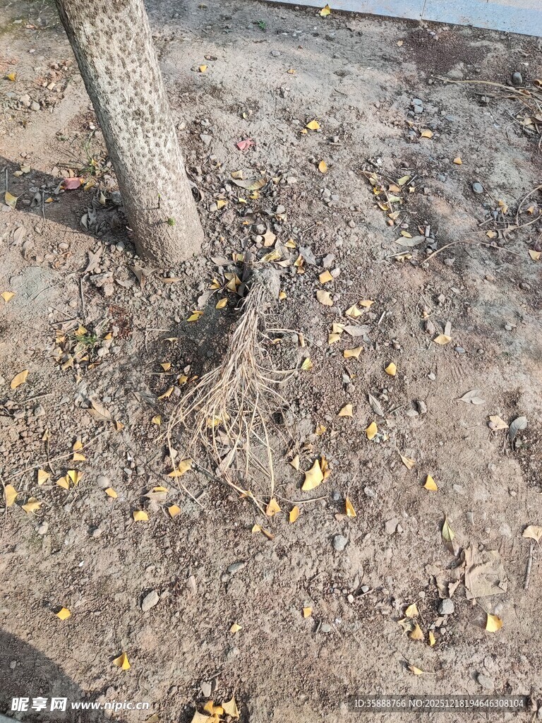 树根旁的泥土与散落枯叶