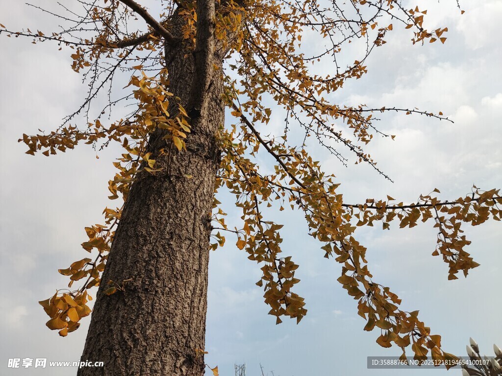 秋日银杏树干与金黄枝叶