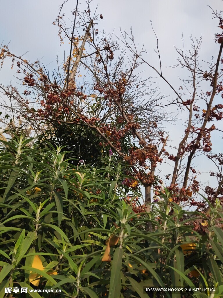 枝头果实与繁茂绿叶景象