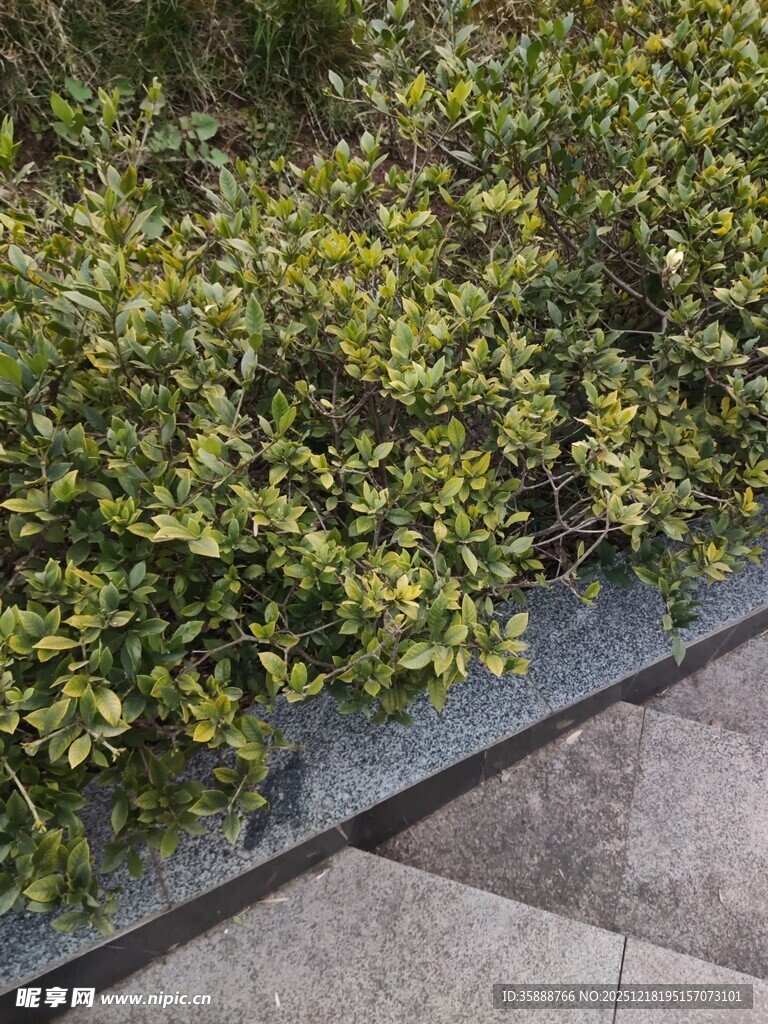 路边翠绿灌木丛