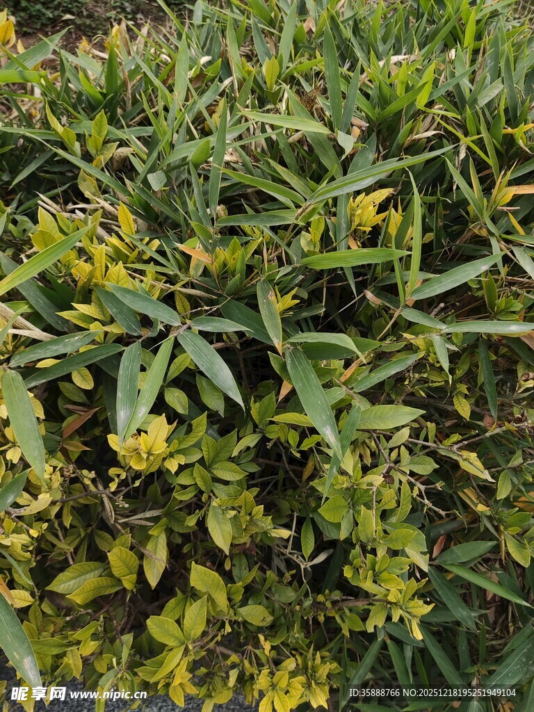 绿叶黄花的植物景观