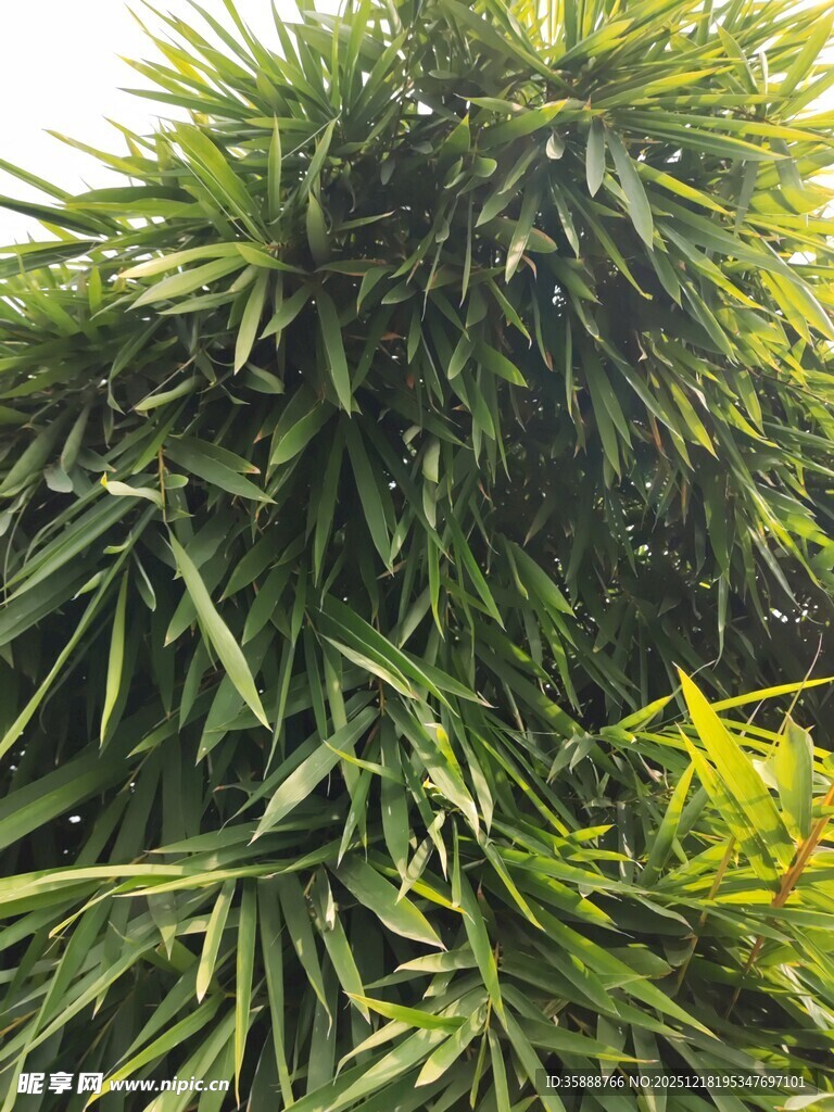 翠绿繁茂的热带植物景观