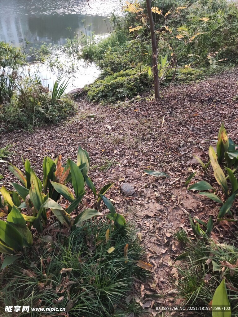 林间小径旁的多彩植物景观