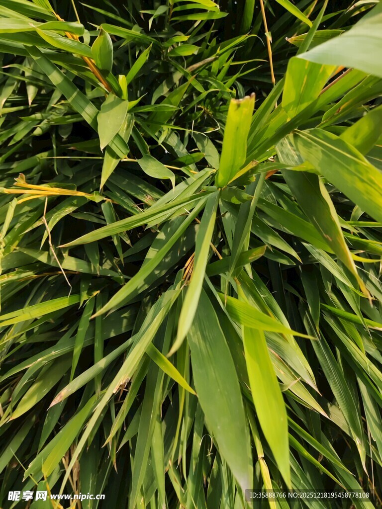 翠绿繁茂的热带植物叶片