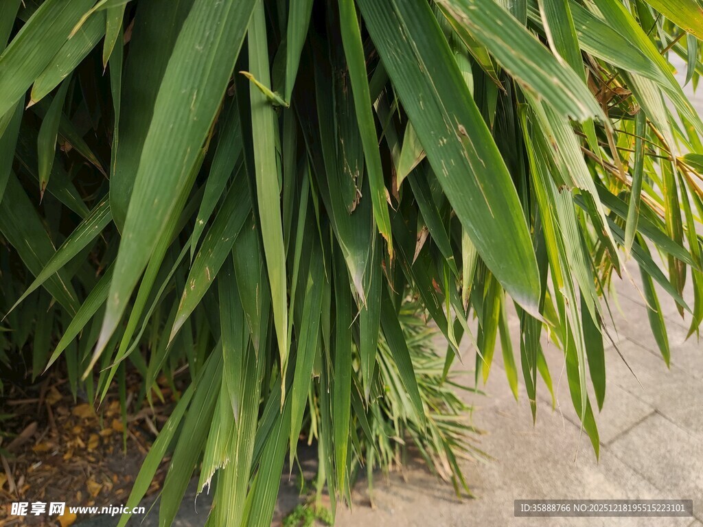 翠绿垂叶植物特写