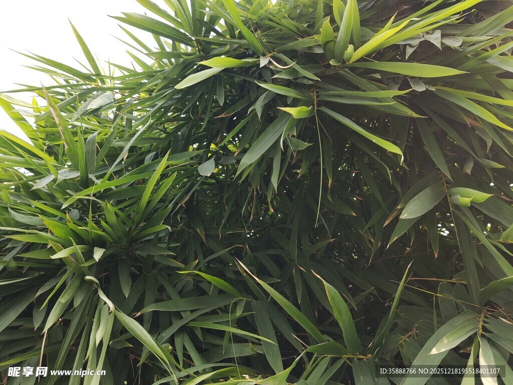 翠绿繁茂的热带植物景观