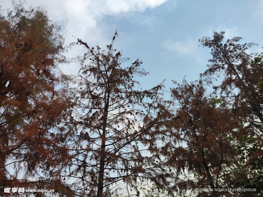 秋日树梢映蓝天