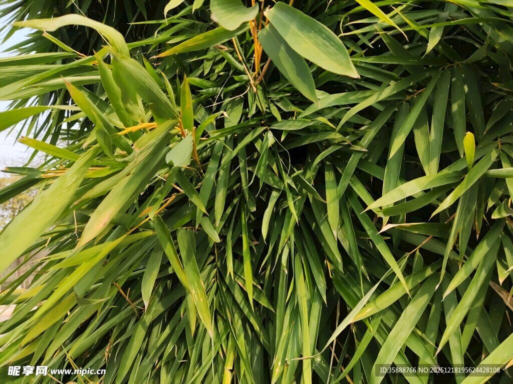 翠绿竹叶特写