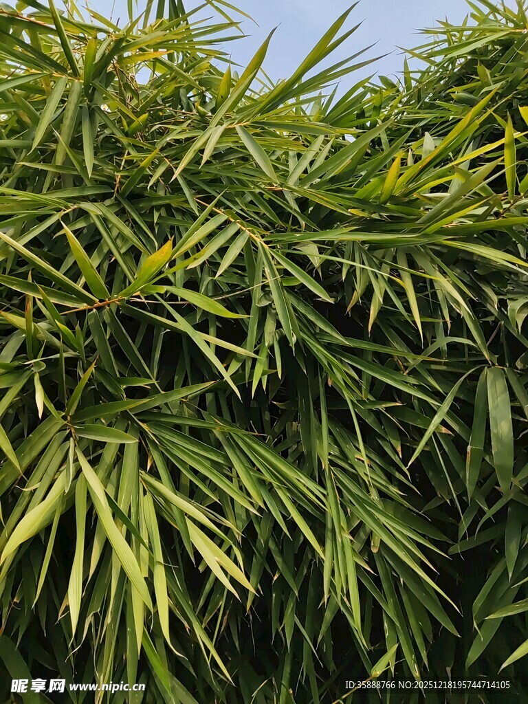 翠绿竹叶展现自然生机