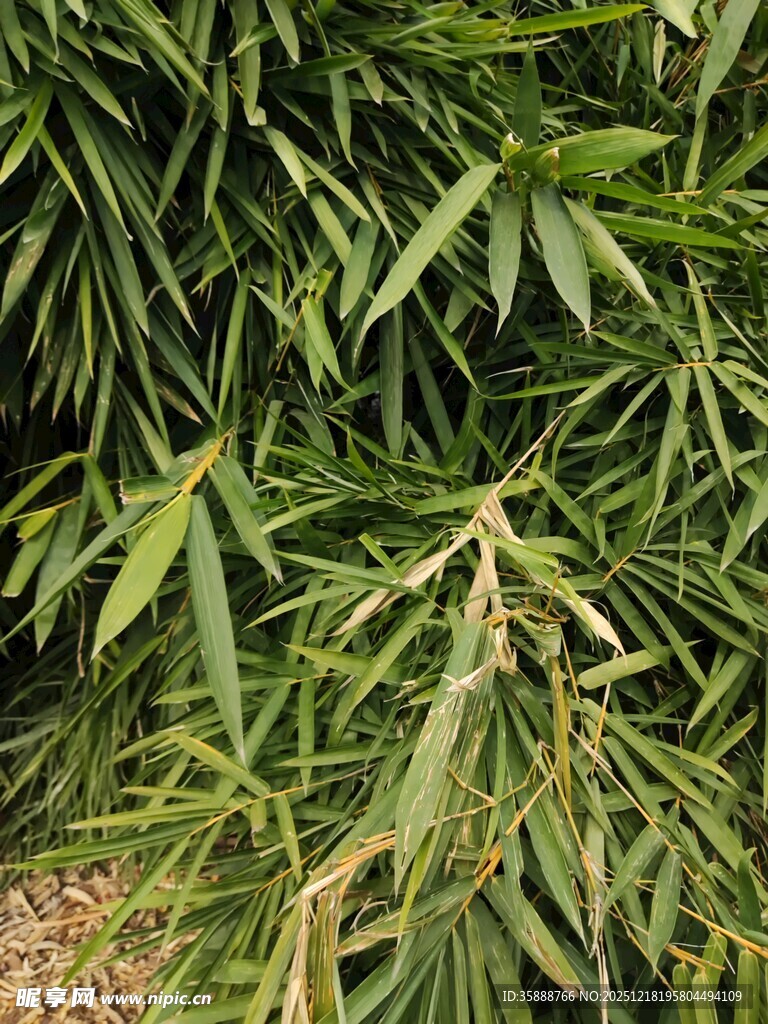 翠绿竹叶特写