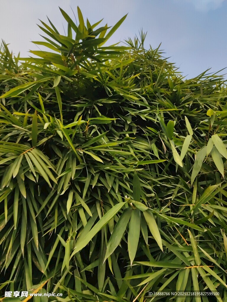 翠绿竹林尽显自然生机