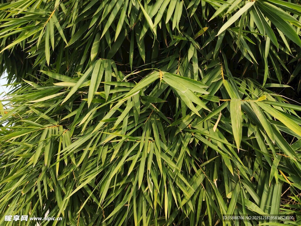 翠绿竹叶特写