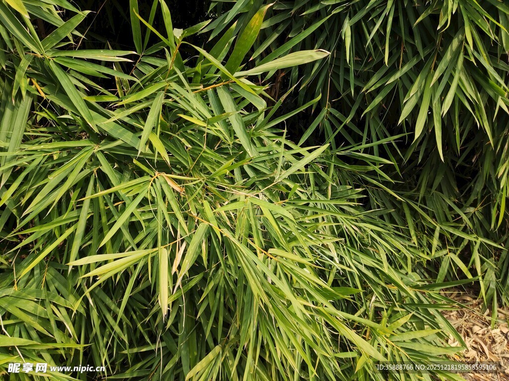 翠绿竹叶特写