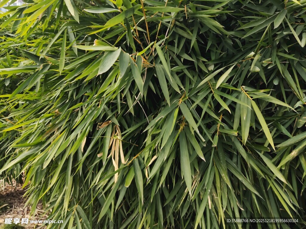 翠绿竹叶特写