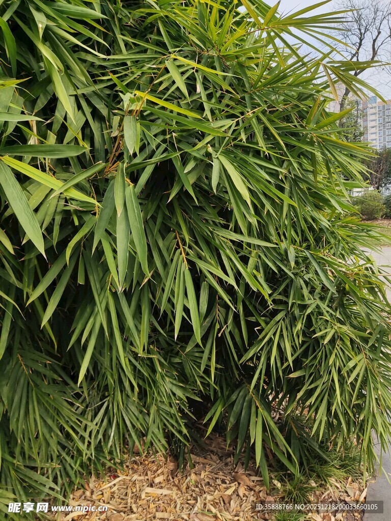 翠绿竹叶繁茂的竹林一角