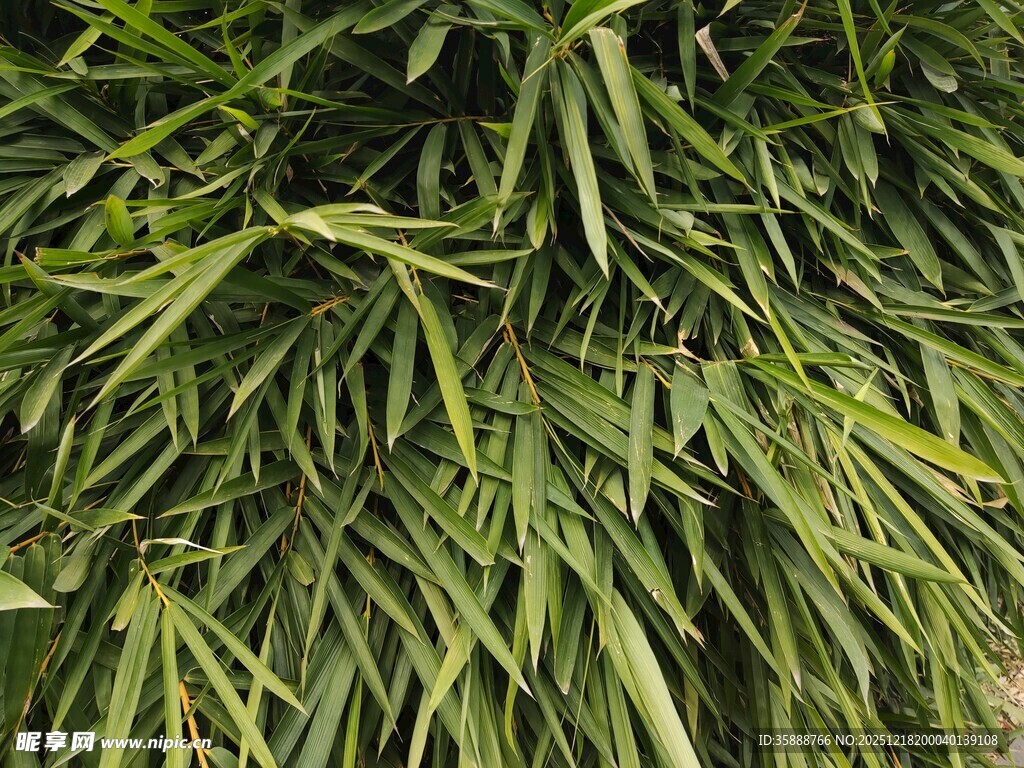 翠绿竹叶特写