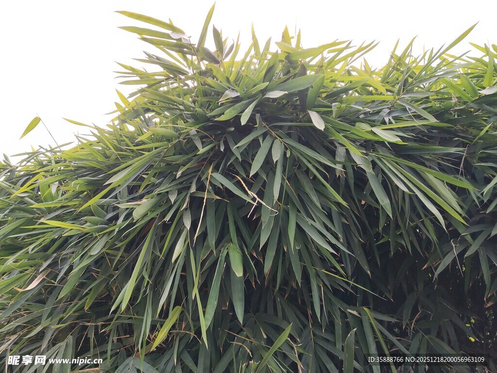 茂密翠绿的竹叶景观