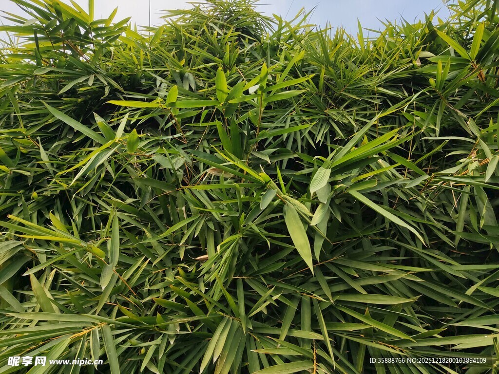 翠绿竹林尽显自然生机