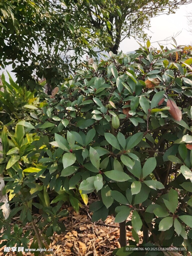 绿叶繁茂的灌木丛