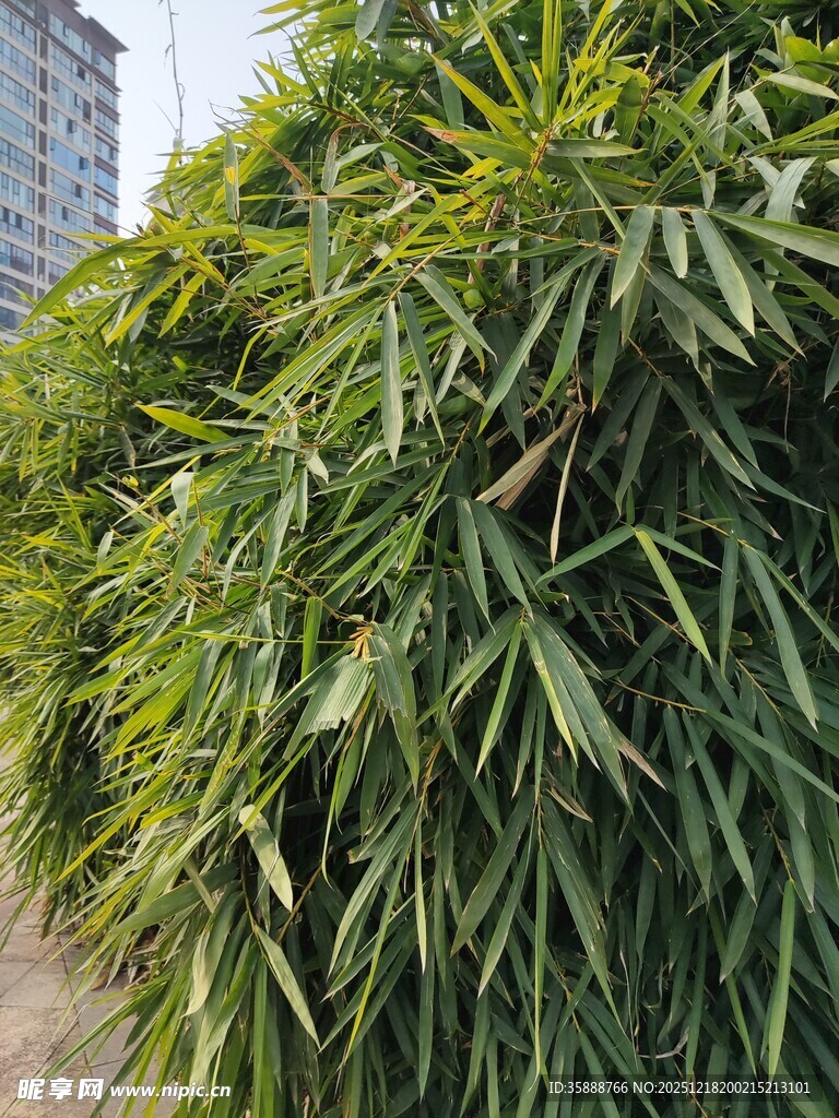 翠绿繁茂的高大植物