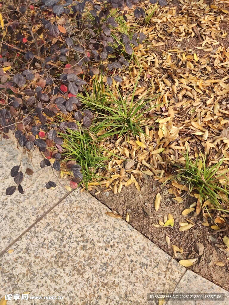 路边落叶与新生小草