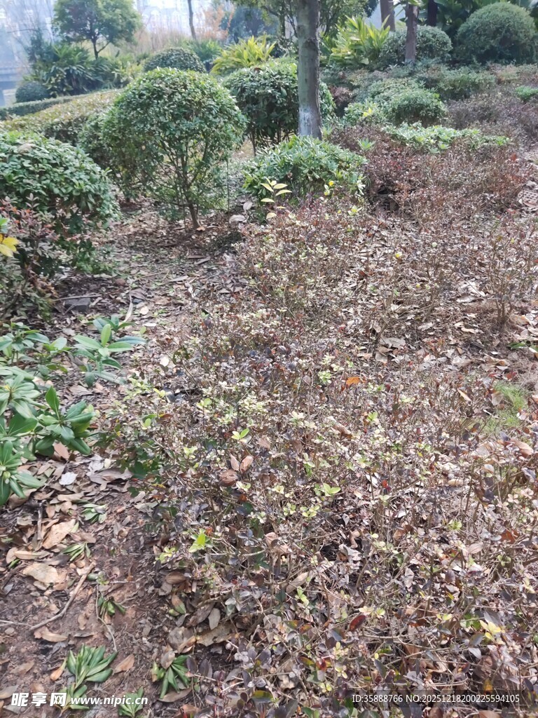 落叶覆盖的园林植物景观