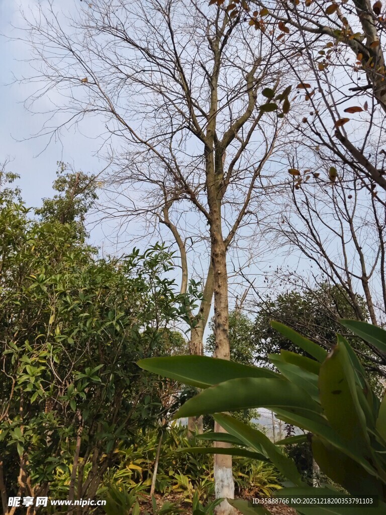 枯树与葱郁绿植同框