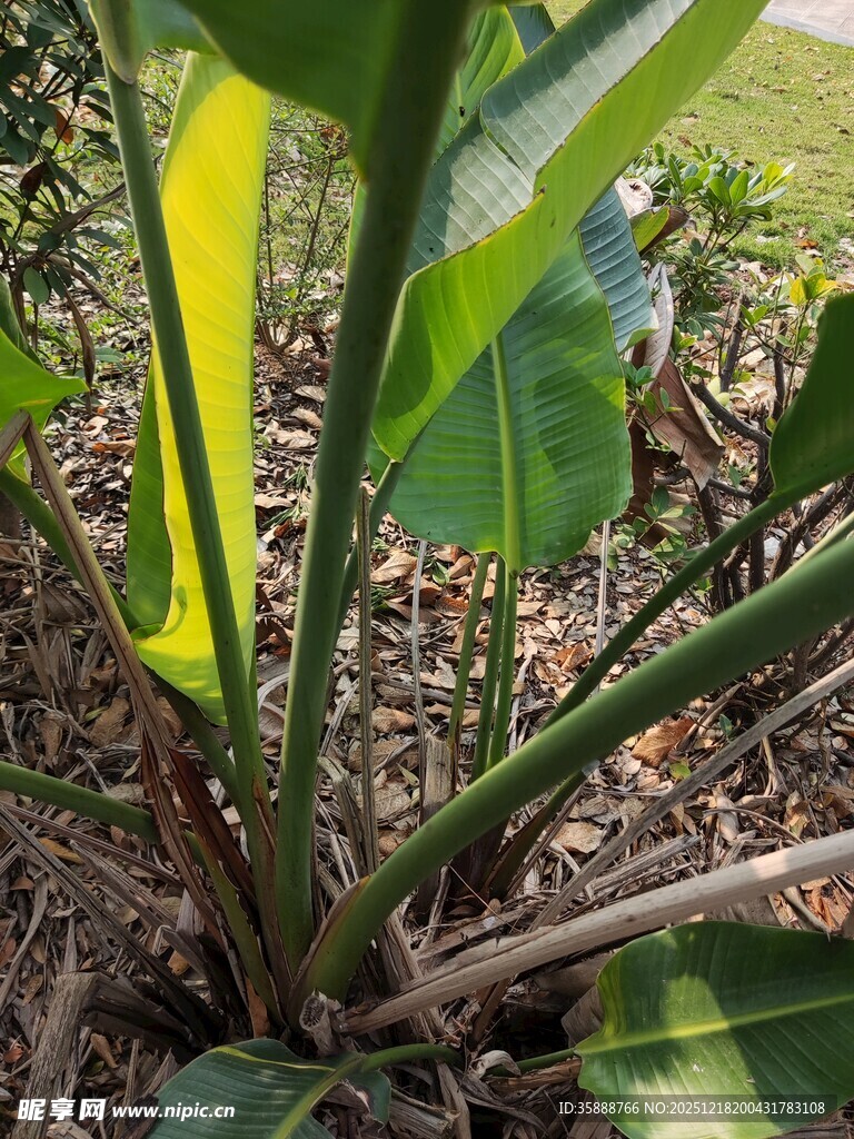 绿叶繁茂的植物特写