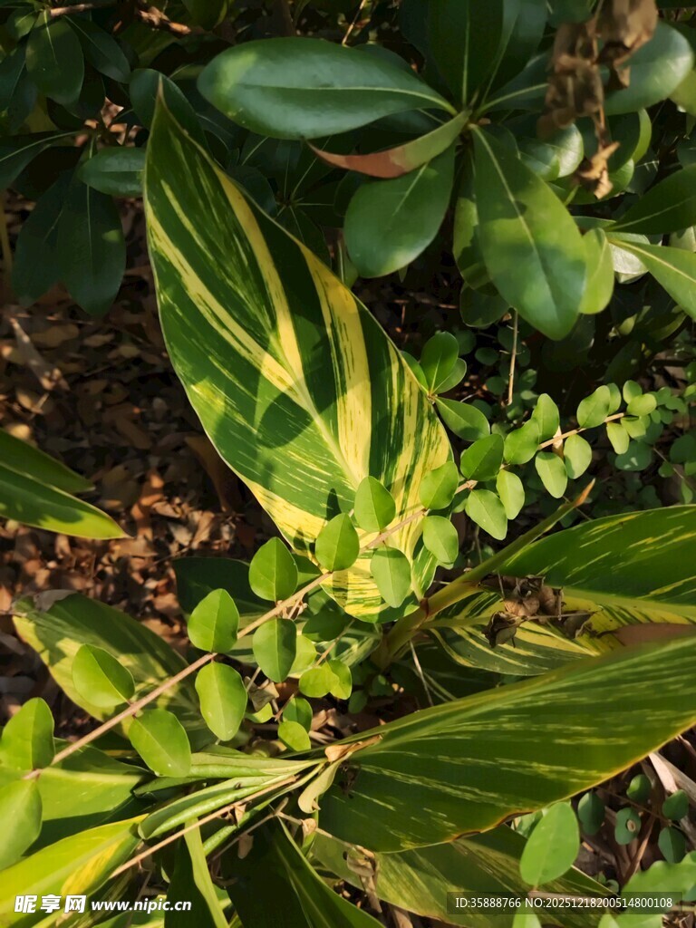 斑斓叶片的绿植特写
