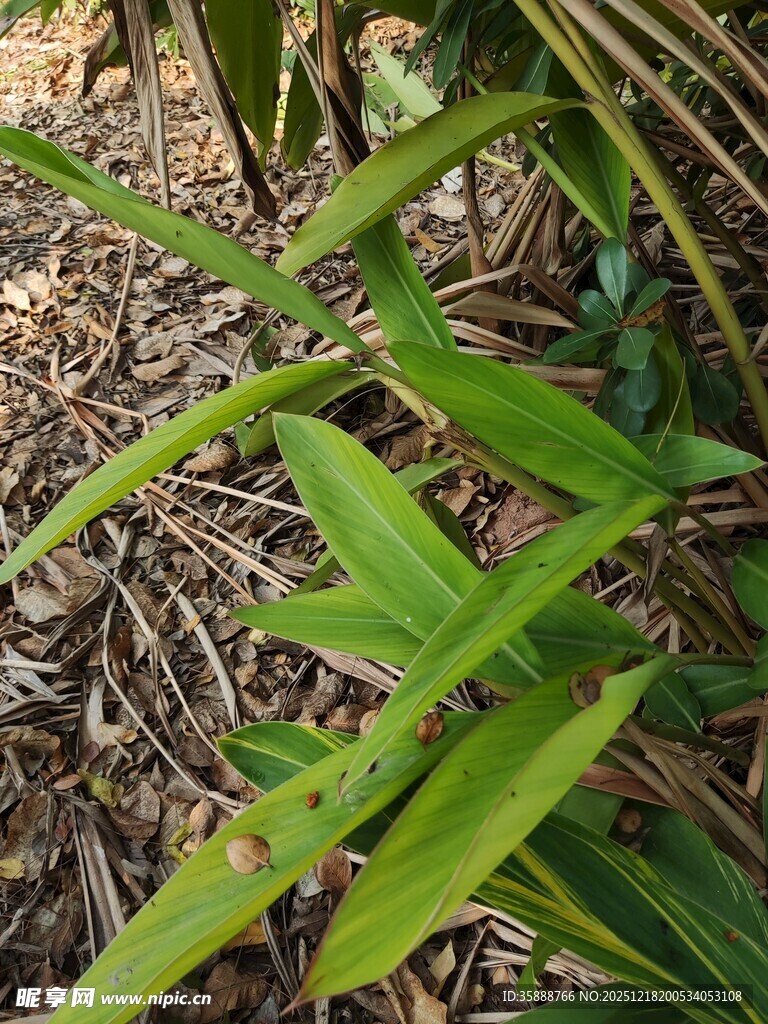 翠绿叶片间的生机
