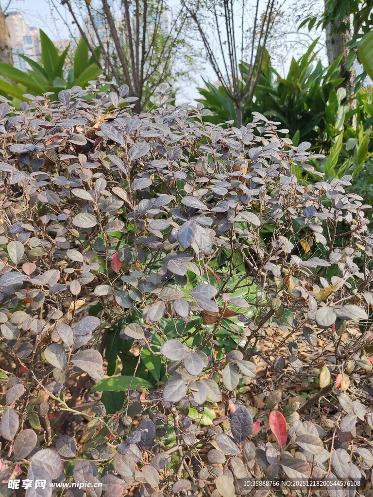 堆积的枯叶与绿植景观