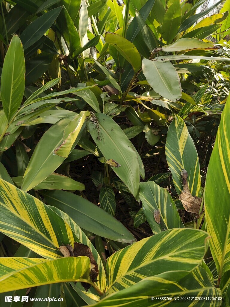 多彩叶片植物特写