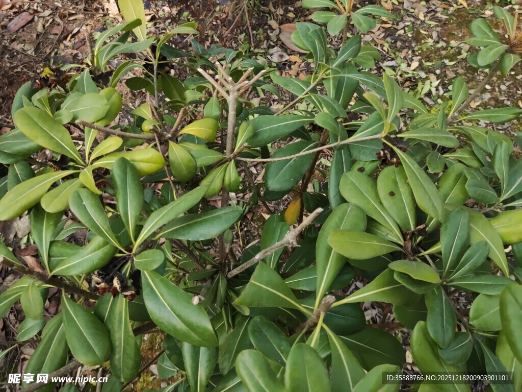 绿叶繁茂的植物景观