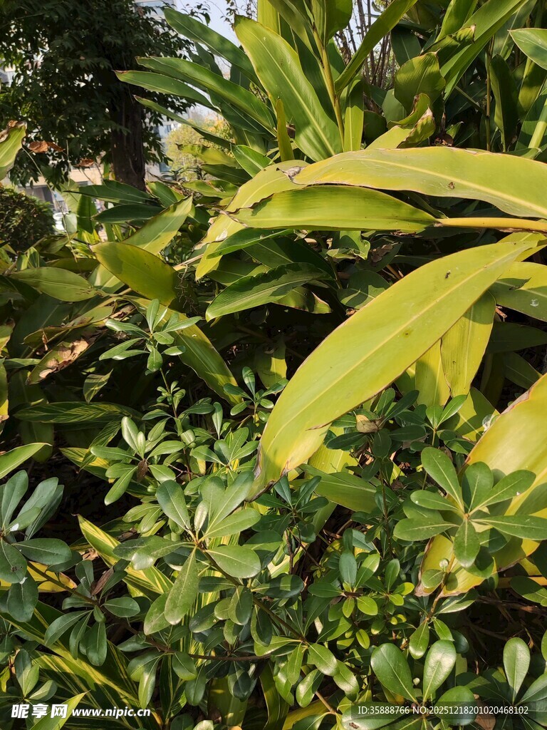 绿叶繁茂的植物景观