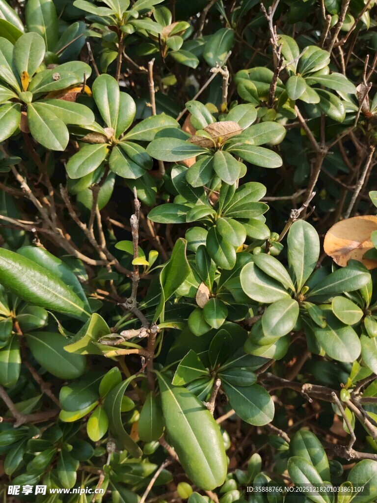 绿叶繁茂的植物特写