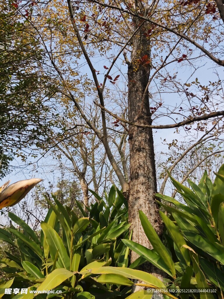 林间树木与翠绿植物景观