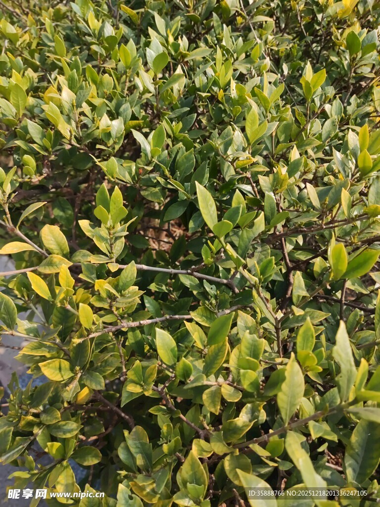 绿叶繁茂的植物景观