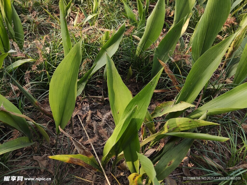 田野中的翠绿植物