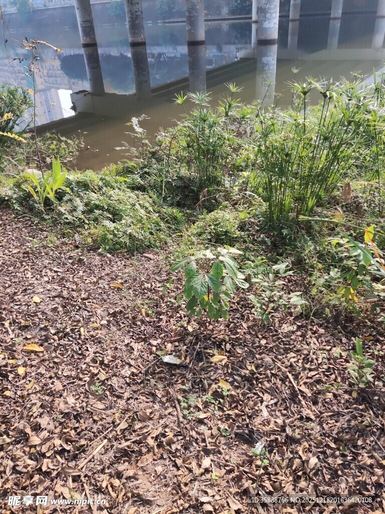 河边绿植与碎石景观