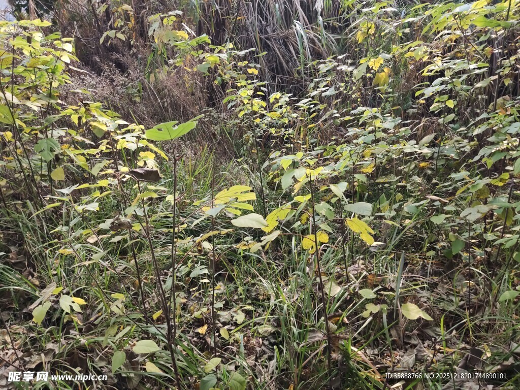 野外繁茂的绿色植物景观