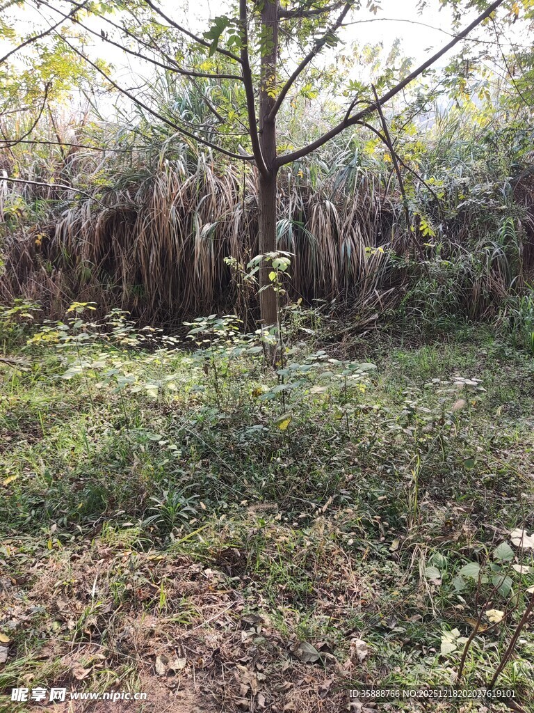 野外茂密树林景象