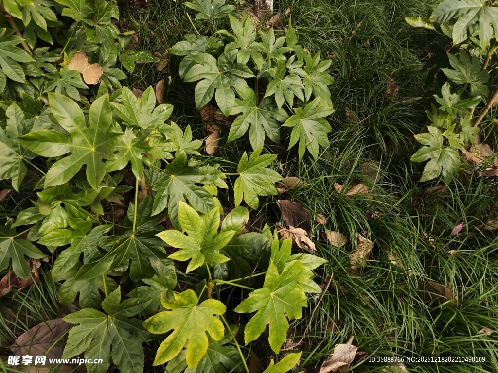 翠绿繁茂的植物景观