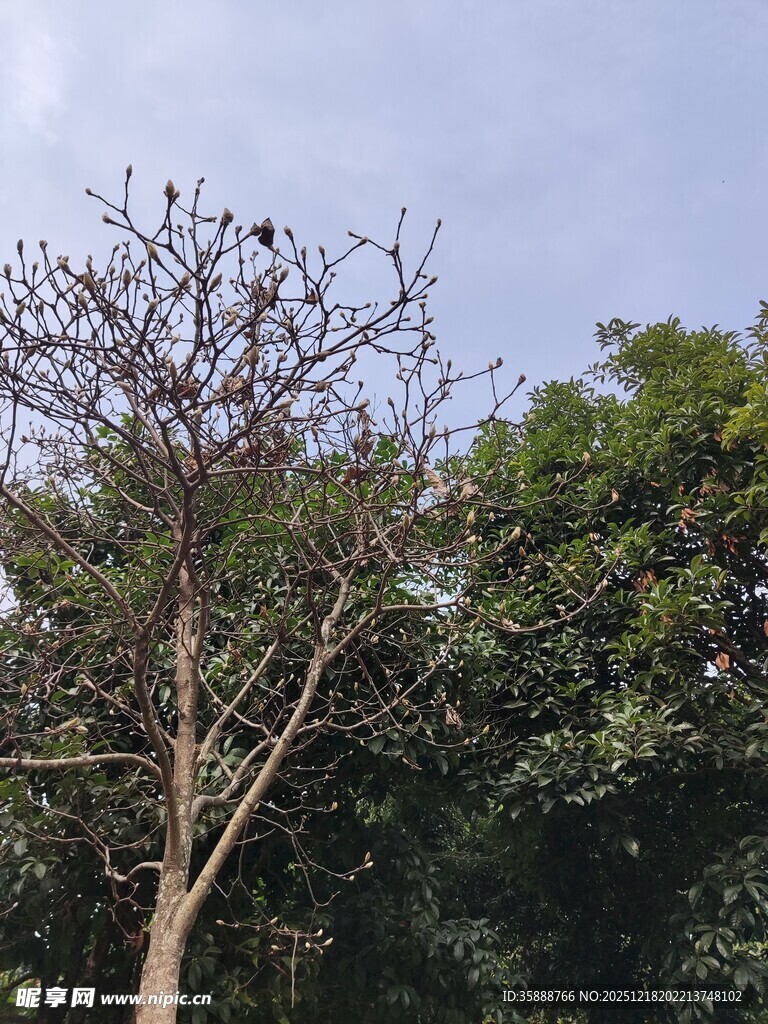 枯树与繁茂绿树对比