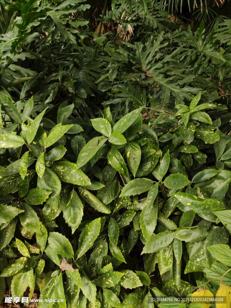 翠绿繁茂的植物叶片景观