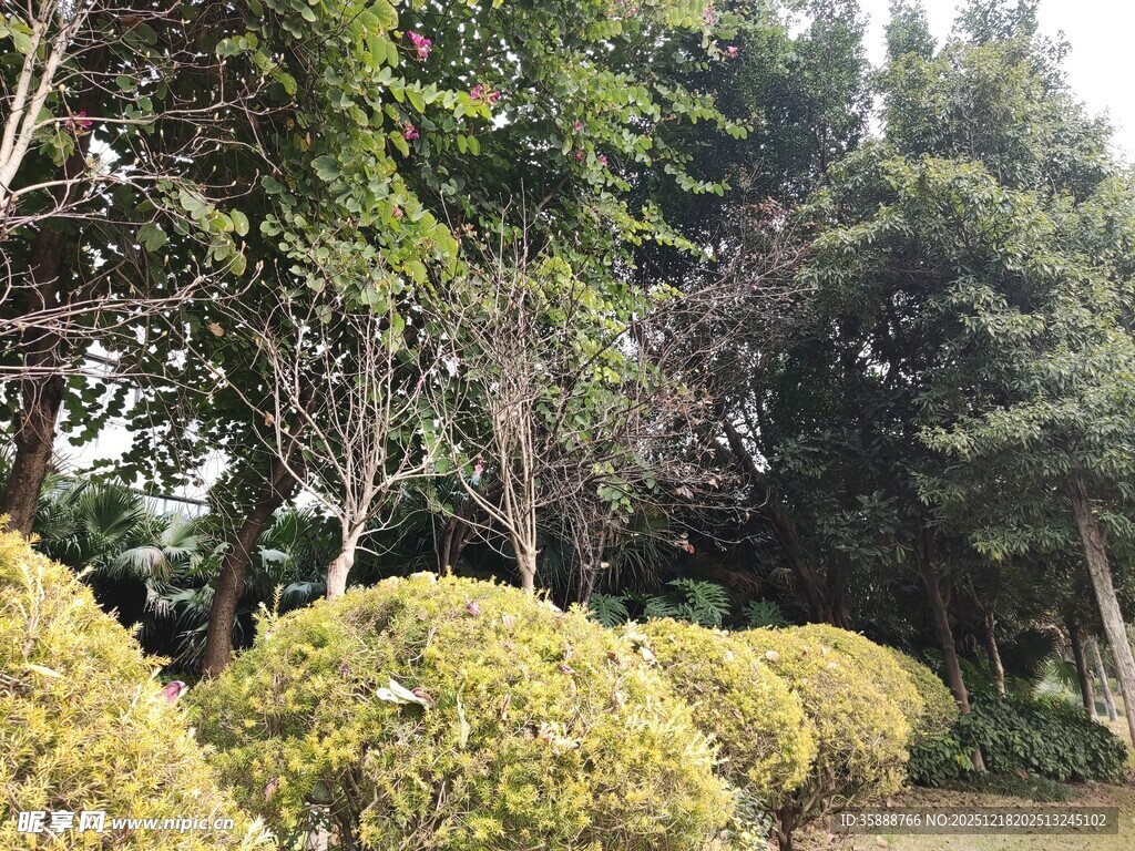 园林景观中的球形绿植